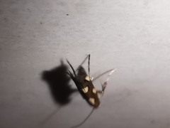 Calybites phasianipennella