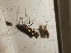 Calybites phasianipennella