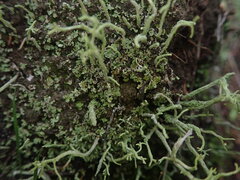 Cladonia corniculata
