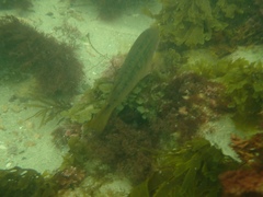 Halichoeres semicinctus