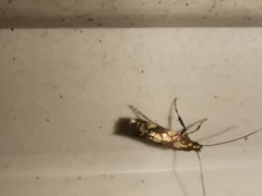 Calybites phasianipennella