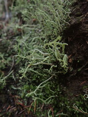 Cladonia corniculata
