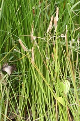 Eleocharis albida