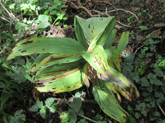 Veratrum oxysepalum