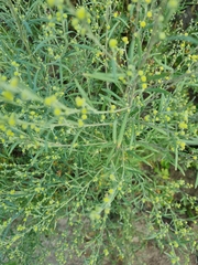 Artemisia sieversiana