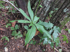 Lilium distichum