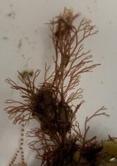 Ceramium deslongchampsii