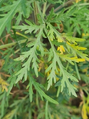 Artemisia sieversiana