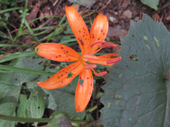 Lilium distichum
