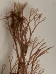 Ceramium deslongchampsii