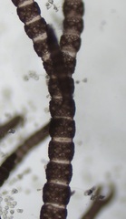 Ceramium deslongchampsii