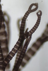 Ceramium deslongchampsii