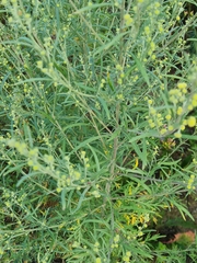 Artemisia sieversiana