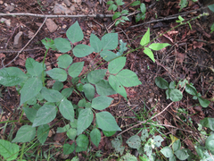 Hylodesmum podocarpum oxyphyllum