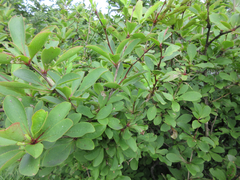 Berberis amurensis