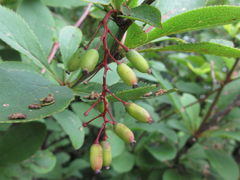 Berberis amurensis