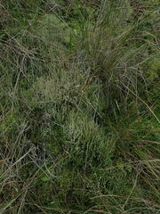 Cladonia corniculata