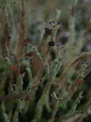 Cladonia corniculata