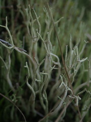 Cladonia corniculata