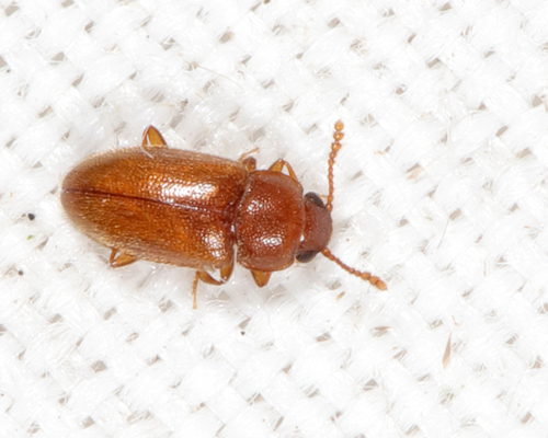 Cryptophilus integer, 2022-07-22