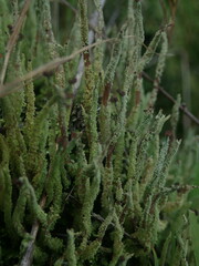 Cladonia corniculata