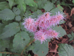 Astilbe rubra