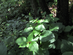 Phlomoides umbrosa