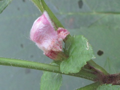Phlomoides umbrosa