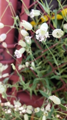 Silene vulgaris