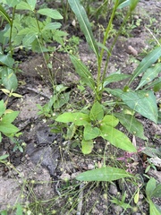 Androsace filiformis