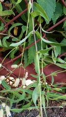Silene vulgaris