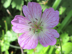 Geranium koreanum
