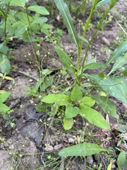 Androsace filiformis