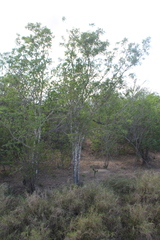 Lonchocarpus sericeus