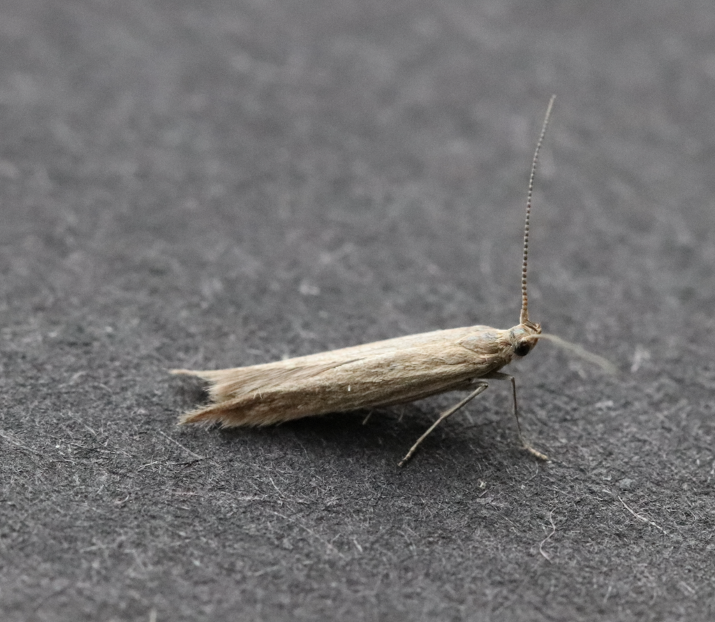 Saltmarsh Case-bearer