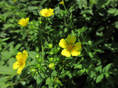 Potentilla cryptotaeniae