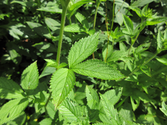 Potentilla cryptotaeniae