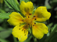 Potentilla cryptotaeniae