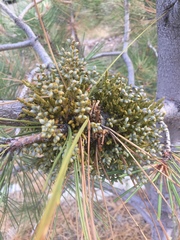 Arceuthobium campylopodum