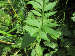 Patrinia scabiosifolia