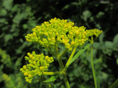 Patrinia scabiosifolia