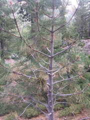 Arceuthobium campylopodum