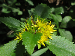 Phedimus kamtschaticus