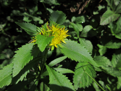 Phedimus kamtschaticus