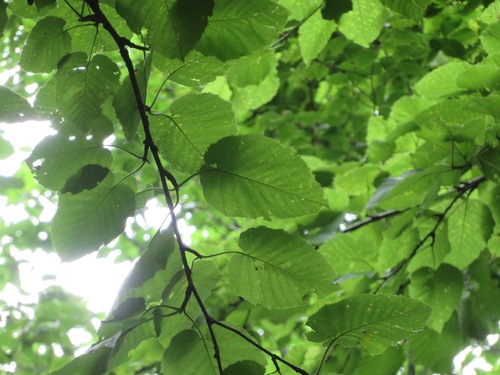 Betula maximowicziana, photograph 4