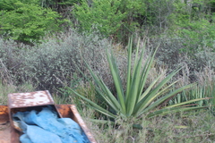 Agave rhodacantha