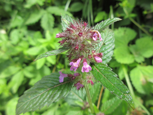 Subspecies Clinopodium chinense grandiflorum · iNaturalist