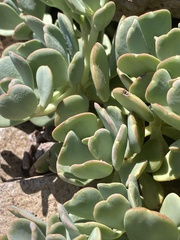 Sedum oregonense