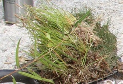 Eleocharis albida