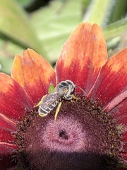 Halictus farinosus